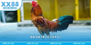 đá gà trực tiếp c1